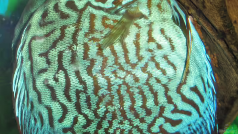 Ablaichen von Laura (16)