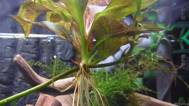 Ablecker unserer Echinodoruns Ozelot ( 09.07.2009 ) von Antje und Daniel (16)