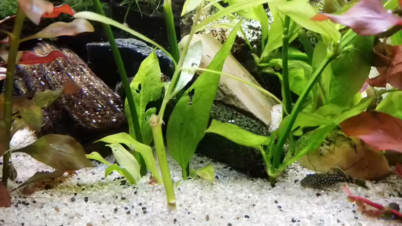 Ableger aus demm grossen becken von Chinese Inai (7)