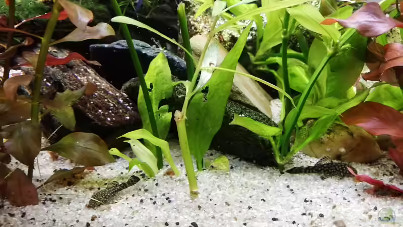 Ableger aus demm grossen becken von Chinese Inai (8)