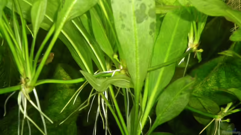 Ableger der Amazonas Schwertpflanze von Bazzi (27)