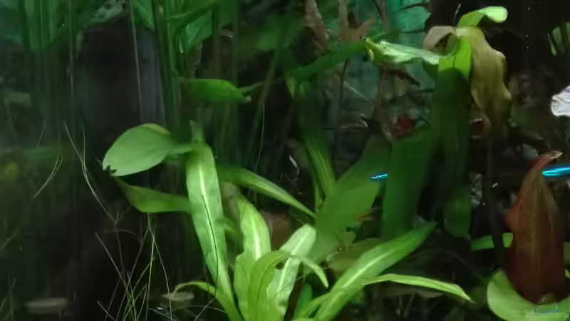 Ableger der Amazonasschwertpflanze von Lance Hardwood (20)