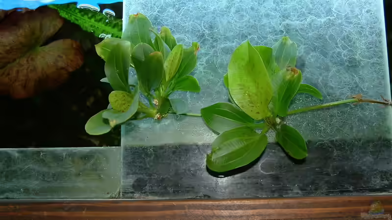 Ableger der Echinodorus Ozelot Green von Frank Krüger (15)