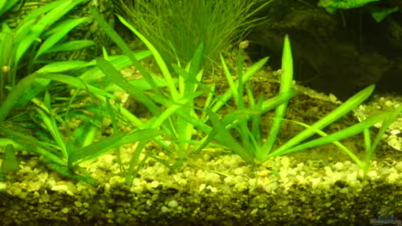 Ableger der Graspflanze von Dornauge xxl (15)