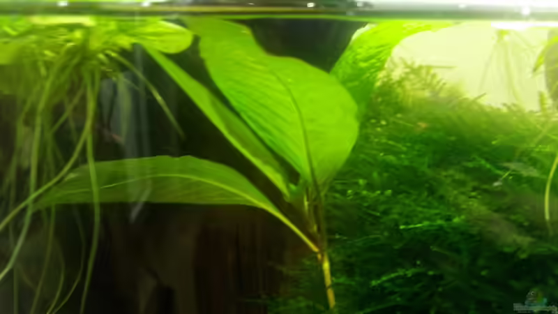 Ableger der Hygrophila corymbosa aus meinem Asiabecken von David Schneider Aquaristik (3)