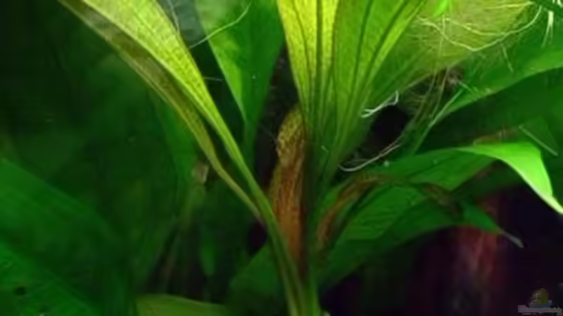 ableger der tanzenden feuerfeder von rattenfreak (13)