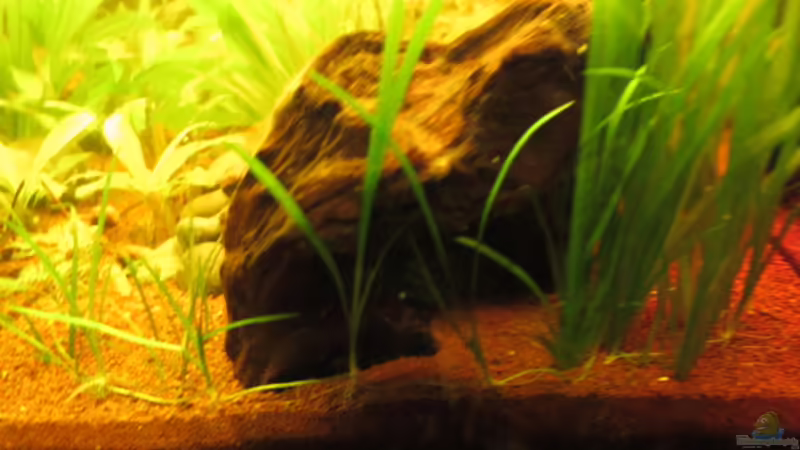 Ableger der Vallisnerien  von Locke1992 (9)