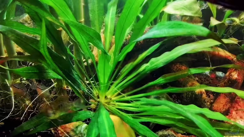 Ableger einer echinodorus  von snooze (9)