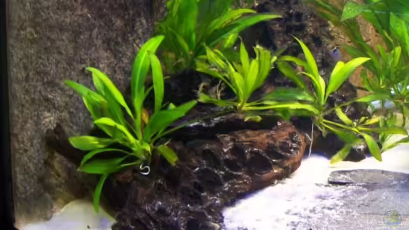 Ableger meiner Schwertpflanze von Alamo (8)