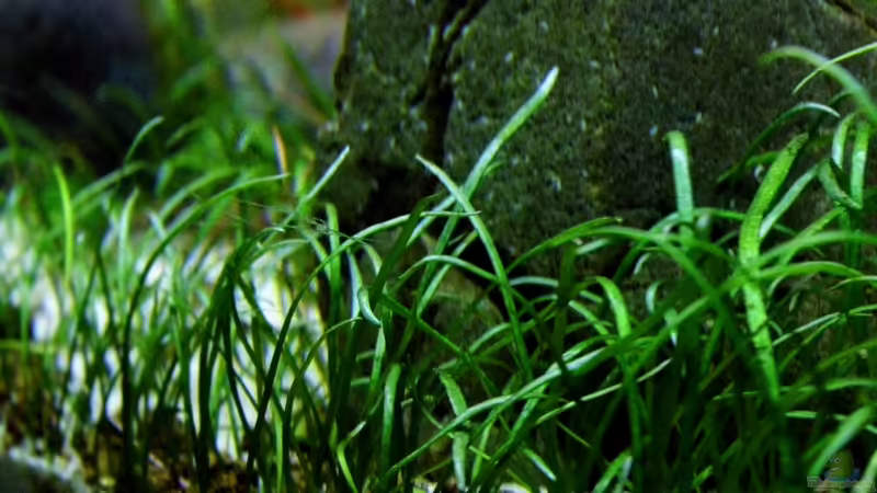 Ableger Neuseelandgras 15.12.2012 von snooze (45)