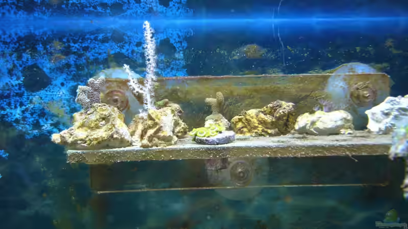 Ableger November 2012 von Jane Vogeler (65)