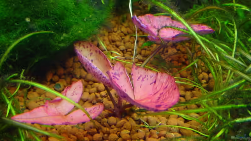 Ableger von Nymphaea lotus var. rubra von Sabine Stark (18)