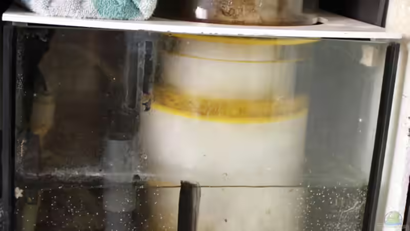 Abschäumer, Zulaufsumpf von The_Lizardking (20)