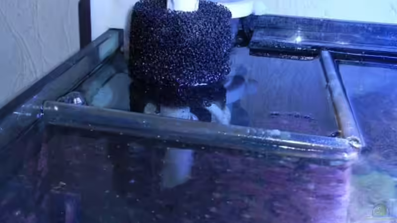 Abschäumerkammer aus lebensmittelechtem PE. von Rolf Mohr (10)