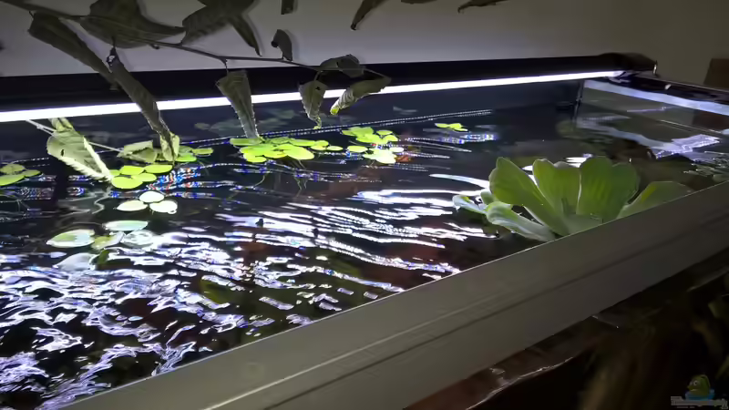 Abtrocknender Buchenzweig / Muschelblume von Silvio (11)