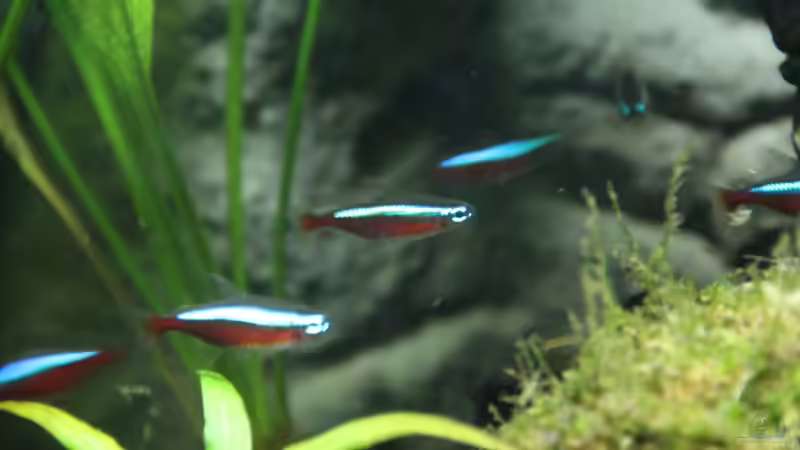 abwarten und Tee trinken von Domenico W. (17)