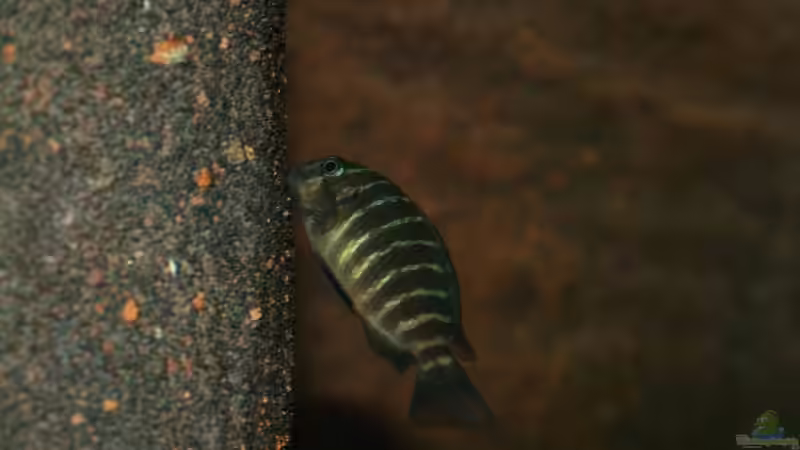 Einrichtungsbeispiele für Aquarien mit 3D-Rückwand