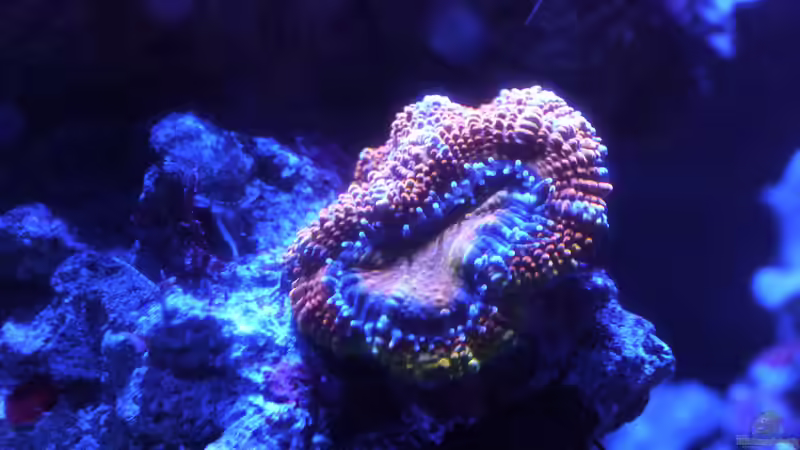 Acanthastrea - links daneben eine Stomatella von Summse (26)