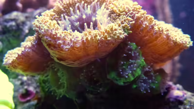 Acanthastrea - viele Babypolypen im Juni 2015/der vordere Polyp hatte einen Borstenwurm verschlungen-aber nur halb verdaut wieder ausgespuckt von Summse (25)