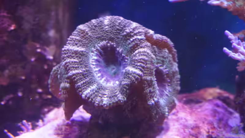 Acanthastrea lordhowensis ´Heute´ 15.01.15 von Manni1884 (27)