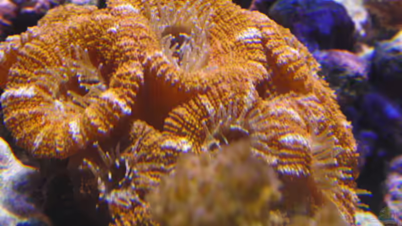 Acanthastrea lordhowensis von Steffen Ruck (38)