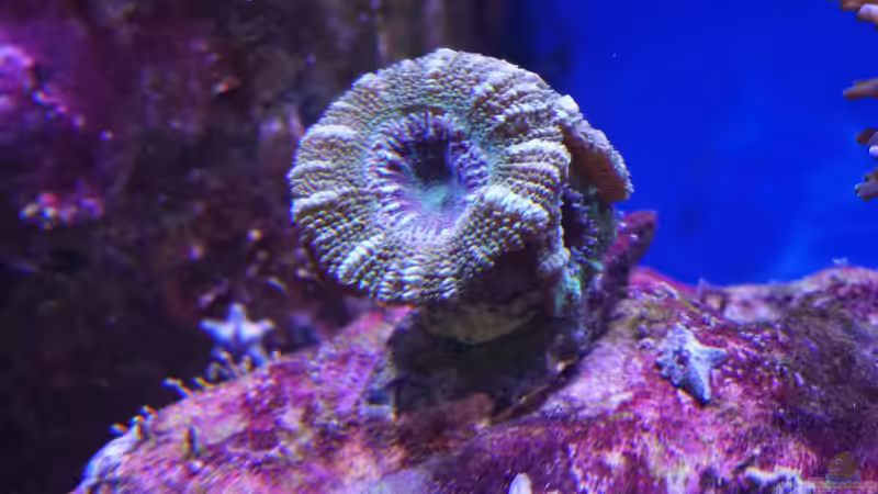 Acanthastrea lordhowensis ´Vorher´ 01.11.14 von Manni1884 (26)