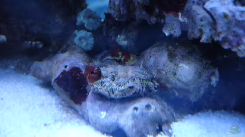 Acanthastrea März 2013 von Jane Vogeler (62)