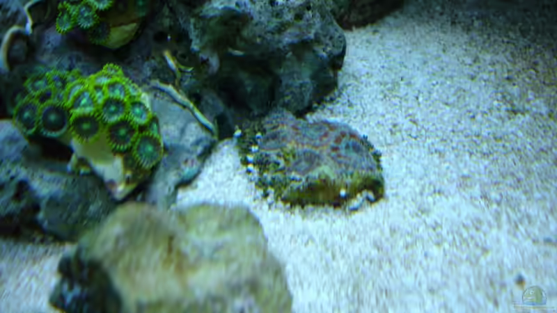 Acanthastrea November 2012 von Jane Vogeler (64)