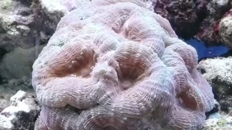 Acanthastrea sp. von berchti555 (37)