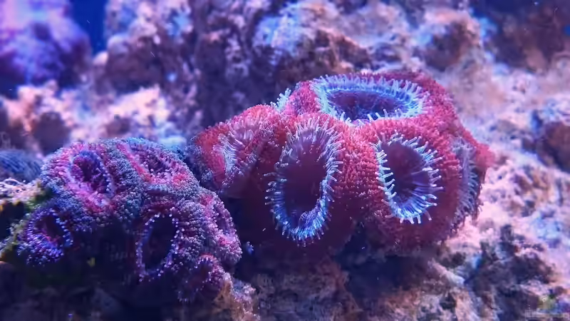 Acanthastrea sp. von ~Elena~ (16)