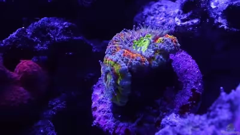 Acanthastrea von Traum-Hobby.de (14)