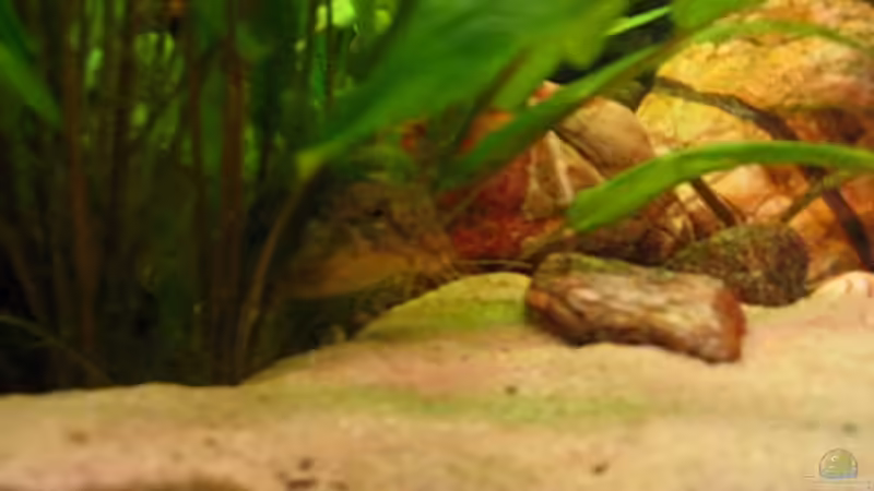 Aquarien mit Acanthocobitis botia (Augenfleck-Ceylonschmerle)