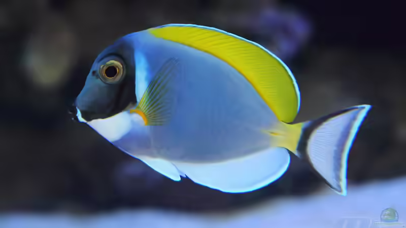 Aquarien mit Acanthurus leucosternon (Pazifik Weißkehldoktor)