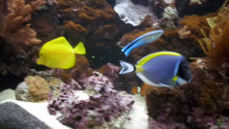 Acanthurus leucosternon von EX-MALAWI (16)
