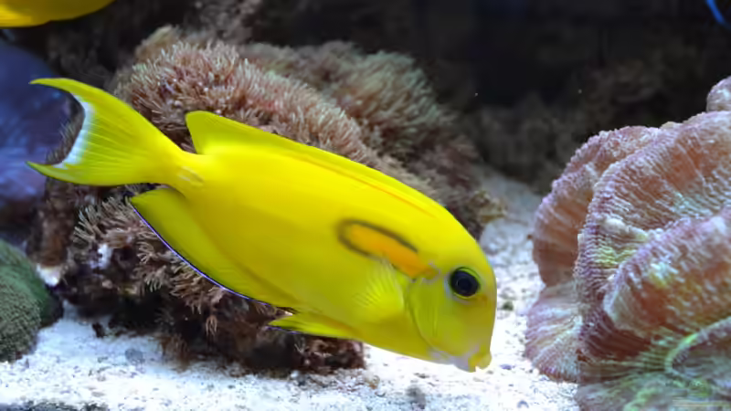 Acanthurus olivaceus 2 Jahre später von berchti555 (21)