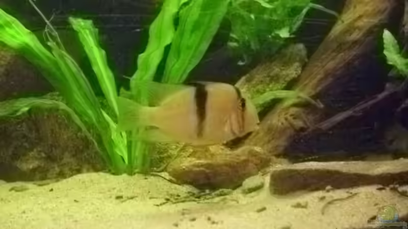 Acarichthys geayi  von exhhtom64 (7)