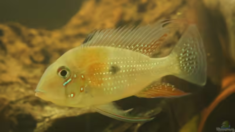 Acarichthys heckelii - lässt sich lieber ablichten als die Uarus.... von AquaElvis (1)