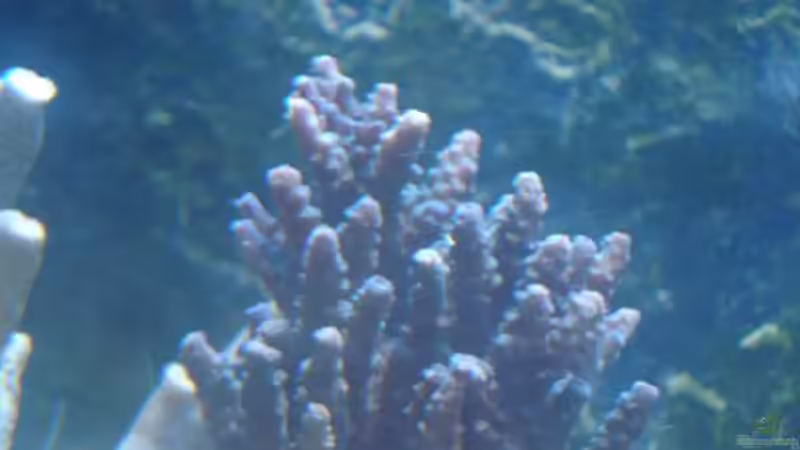 Accropora sp. von enemey (8)