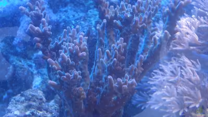 Accropora sp. von enemey (9)