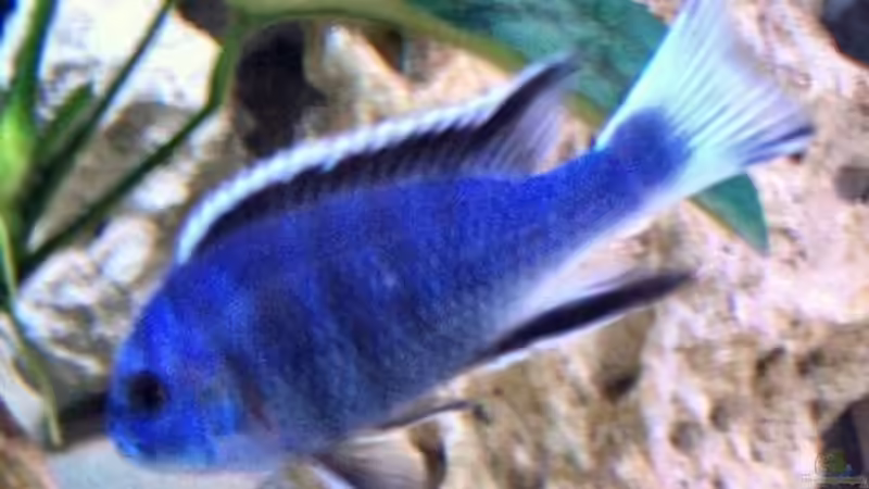 Acei-Bock von Katja Wilhelm (6)