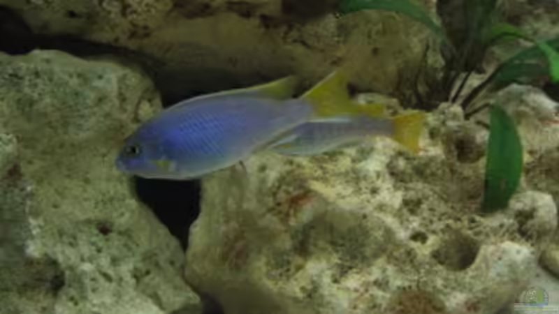 Acei Jungfisch von Helmut Loehr (17)