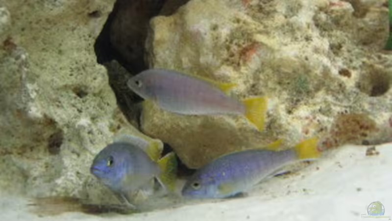 Acei Jungfische von Helmut Loehr (18)