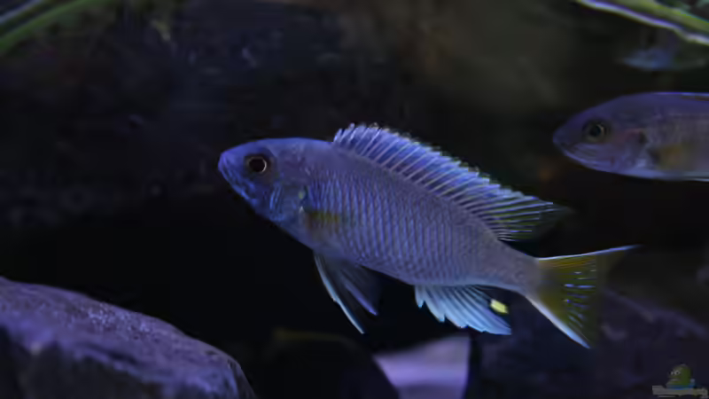 Acei luwala, auch hier werden die Bilder besser! von skipper1202 (24)