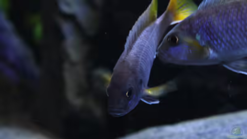 Acei luwala (nicht mehr vorhanden) von skipper1202 (34)