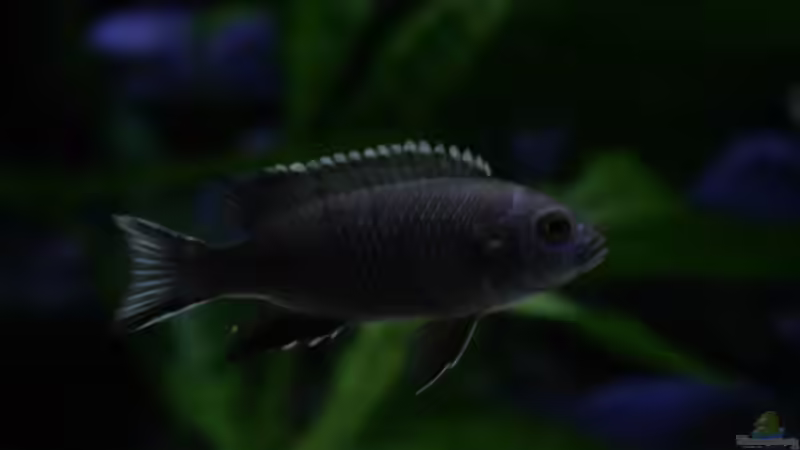 Acei Ngara von Jean-Paul Ambord (41)