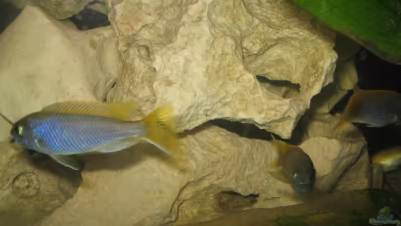 acei von Mathias Schlett (22)