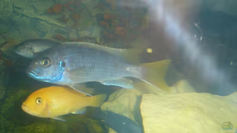 Acei Weibchen und Estherae Weibchen von Christian Grundler (8)