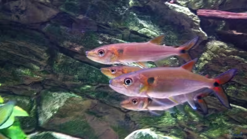 Acestrorhynchus falcatus von Jürgen Herb (14)