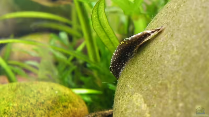 Ach, ich mach mich vom Acker... 24.08.2011 von bergfrau (70)