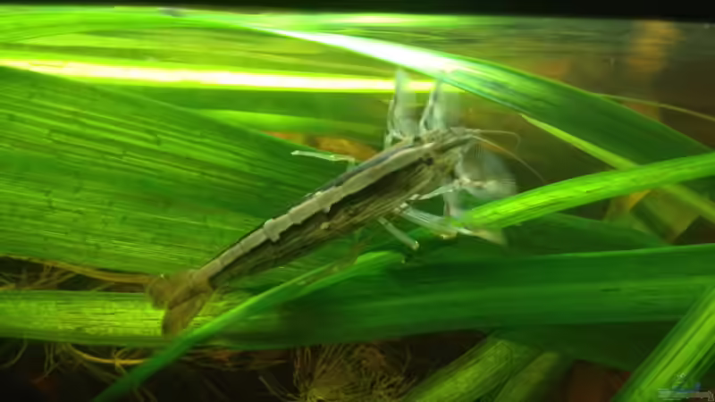 Ach du Schreck! Woher kommt die den??? von der Steirer (75)